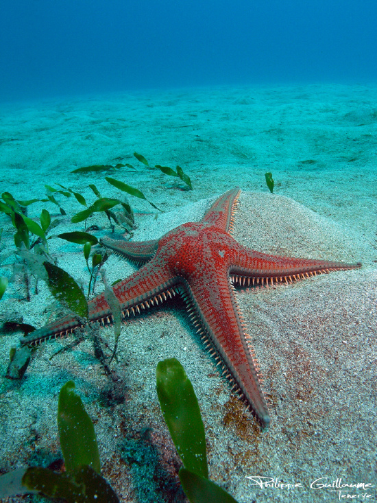  Astropecten aranciacus (Ochre Hackled Starfish)